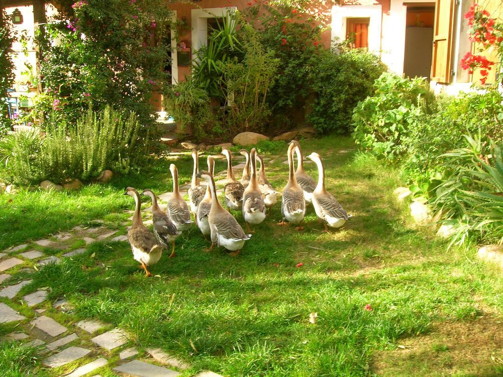 La Fattoria Delle Tartarughe Villa San Gregorio  ภายนอก รูปภาพ
